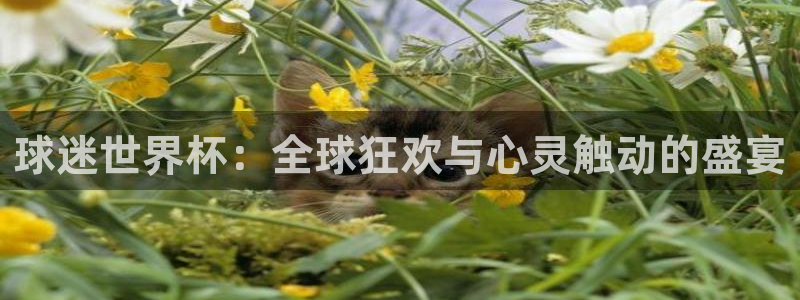 世界杯决赛直播：球迷世界杯：全球狂欢与心灵触动的盛宴